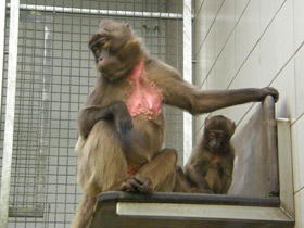 Фото Гелада