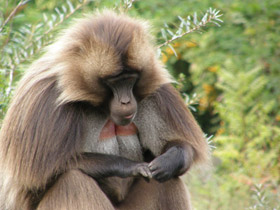 Фото Гелада