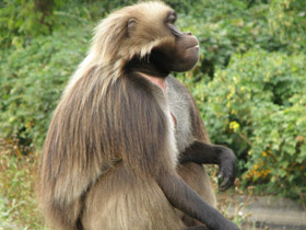 Фото Гелада