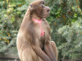 Фото Гелада