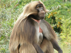 Гелада Гелада