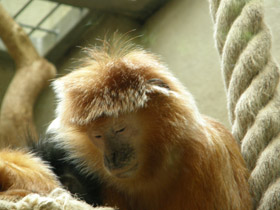 Смотреть фото Яванский лангур Фото Яванский лангур