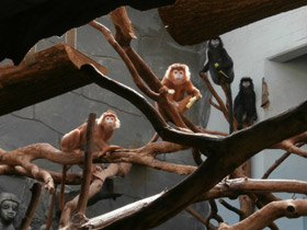 Смотреть фото Яванский лангур Фото Яванский лангур