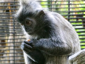 Смотреть фото Гривистый тонкотел Фото Гривистый тонкотел