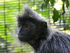 Смотреть фото Гривистый тонкотел Фото Гривистый тонкотел