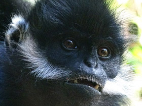 Смотреть фото Тонкинский гульман Фото Тонкинский гульман