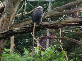 Смотреть фото Очковый тонкотел Фото Очковый тонкотел