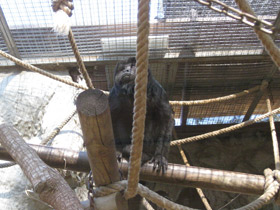 Фото Черный ревун