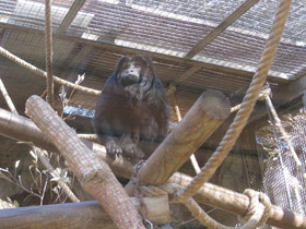 Фото Черный ревун