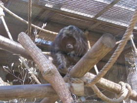 Фото Черный ревун