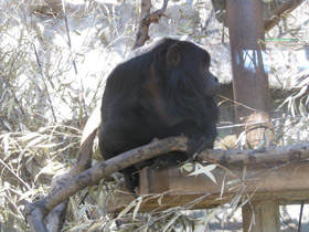 Фото Черный ревун