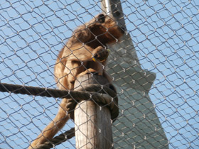 Фото Черный ревун