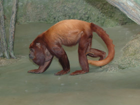 Фото Рыжий ревун