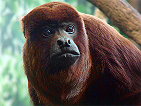 Фото Рыжий ревун