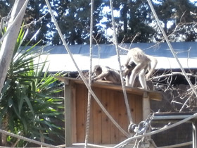 Смотреть фото Колумбийская коата Фото Колумбийская коата