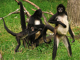 Смотреть фото Коата Жоффруа Фото Коата Жоффруа