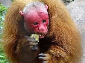 Смотреть фото Уакари Фото Уакари