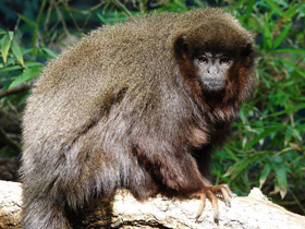 Смотреть фото Медный прыгун Фото Медный прыгун