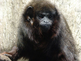 Смотреть фото Медный прыгун Фото Медный прыгун