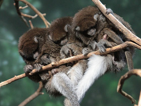 Смотреть фото Гранчакский прыгун Фото Гранчакский прыгун