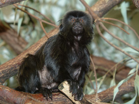 Смотреть фото Гельдиевая каллимико Фото Гельдиевая каллимико