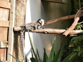 Смотреть фото Игрунка Жоффруа Фото Игрунка Жоффруа