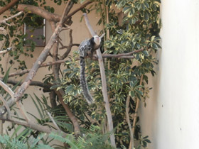 Смотреть фото Игрунка Жоффруа Фото Игрунка Жоффруа