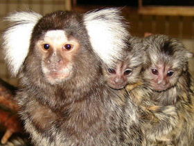 Обыкновенная игрунка Обыкновенная игрунка