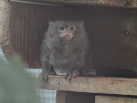 Фото Карликовая игрунка