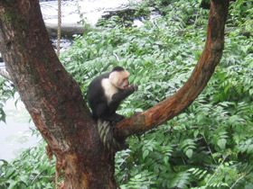 Смотреть фото Белоплечий капуцин Фото Белоплечий капуцин