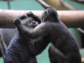 Смотреть фото Капуцин-плакса Фото Капуцин-плакса