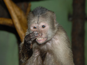 Смотреть фото Капуцин-плакса Фото Капуцин-плакса