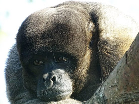 Смотреть фото Бурая шерстистая обезьяна Фото Бурая шерстистая обезьяна