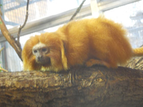 Смотреть фото Золотистая игрунка Фото Золотистая игрунка