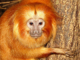 Смотреть фото Золотистая игрунка Фото Золотистая игрунка