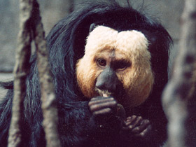 Смотреть фото Бледнолиций саки Фото Бледнолиций саки