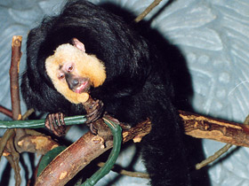 Смотреть фото Бледнолиций саки Фото Бледнолиций саки