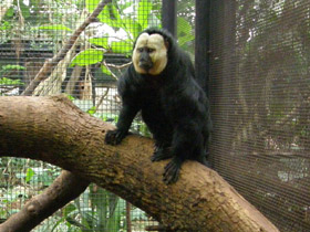 Смотреть фото Бледнолиций саки Фото Бледнолиций саки