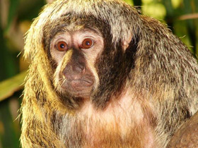 Смотреть фото Бледнолиций саки Фото Бледнолиций саки