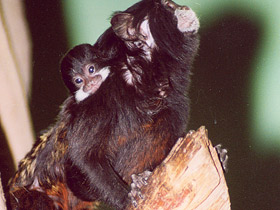 Смотреть фото Буроголовый тамарин Фото Буроголовый тамарин