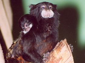 Буроголовый тамарин Буроголовый тамарин