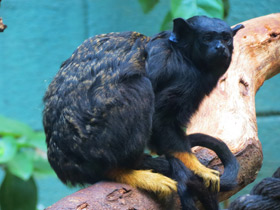 Смотреть фото Краснорукий тамарин Фото Краснорукий тамарин