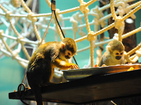 Смотреть фото Беличий саймири Фото Беличий саймири