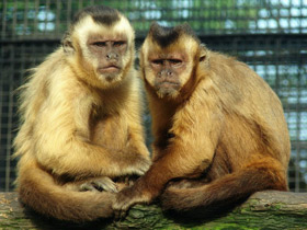 Смотреть фото Чернополосый капуцин Фото Чернополосый капуцин