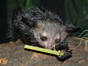 Смотреть фото Руконожка Фото Руконожка