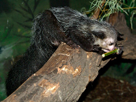 Смотреть фото Руконожка Фото Руконожка