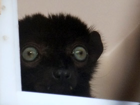 Смотреть фото Черный лемур Склатера Фото Черный лемур Склатера