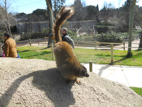 Смотреть фото Бурый лемур Фото Бурый лемур