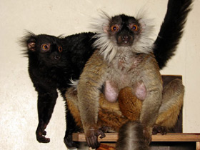 Смотреть фото Животные - символы Фото Животные - символы