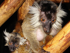 Смотреть фото Животные - символы Фото Животные - символы